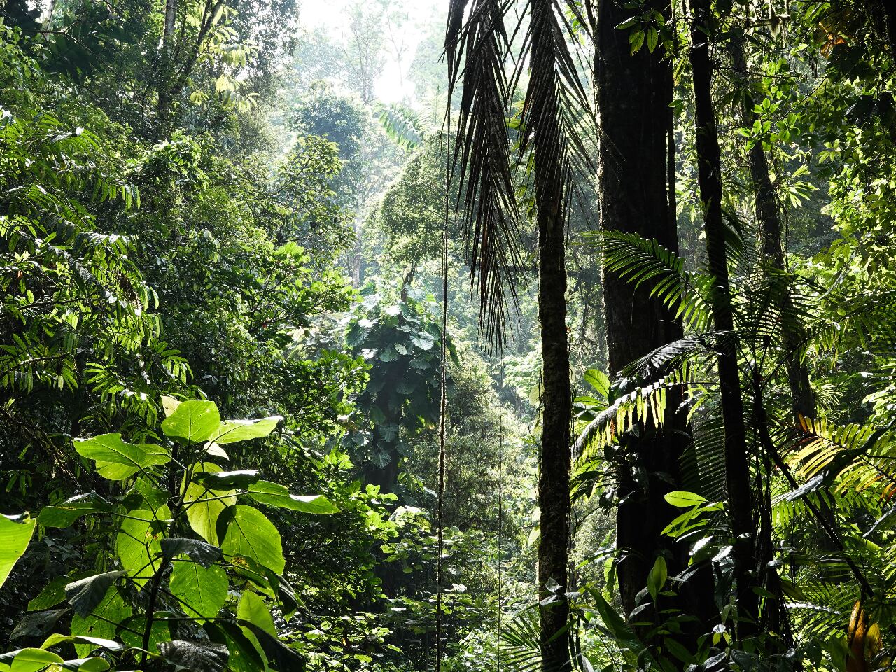 印尼明年大選 熱帶雨林保護恐受衝擊