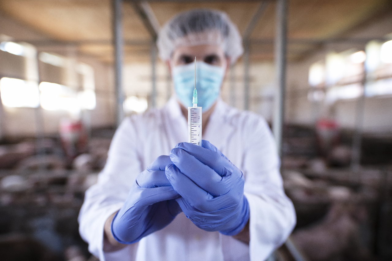 遏止牛結節疹疫情 南韓將大規模接種疫苗