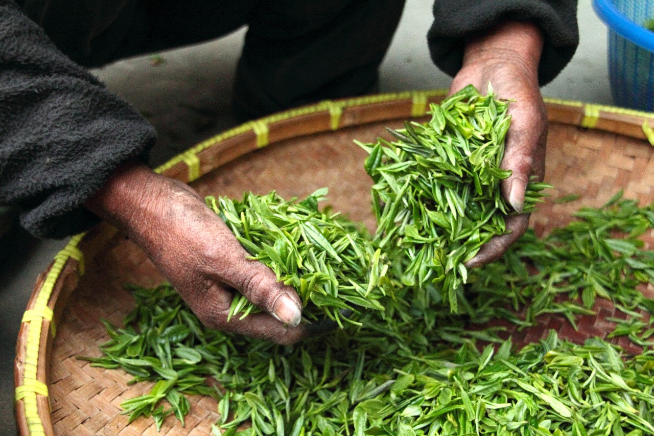 中國製茶葉洗產地回台高價賣 知名茶行3人判6個月