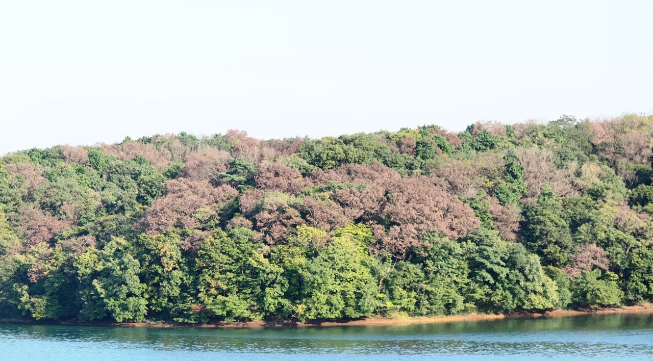日本龍貓森林飽受蟲害 逾千樹木枯萎