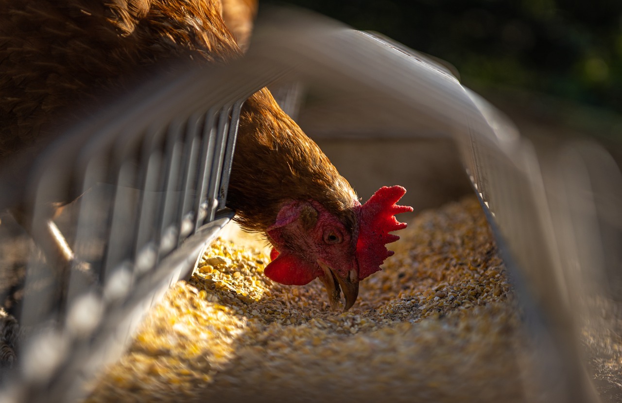 法國將禽流感風險等級升至高等 家禽飼養室內