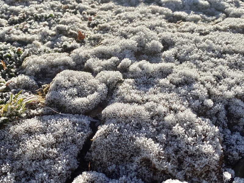 玉山凌晨低溫零下4.2度 植物表面結霜