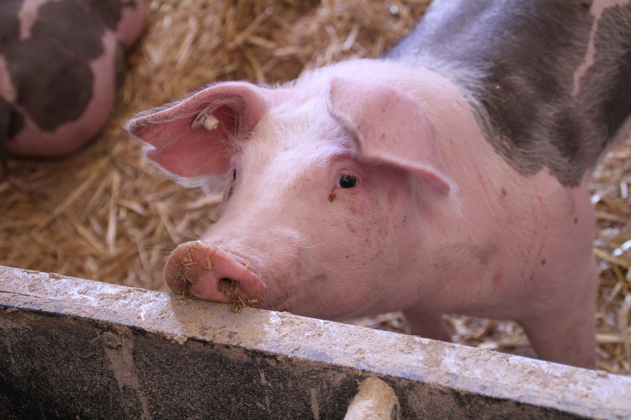 農業部將申請傳統豬瘟非疫國 盼2025年5月通過