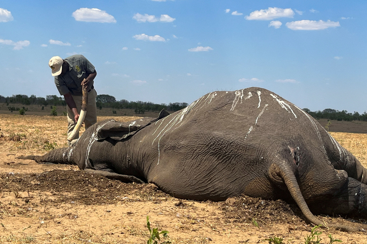 氣候變遷加劇聖嬰現象 辛巴威公園逾百頭大象死亡