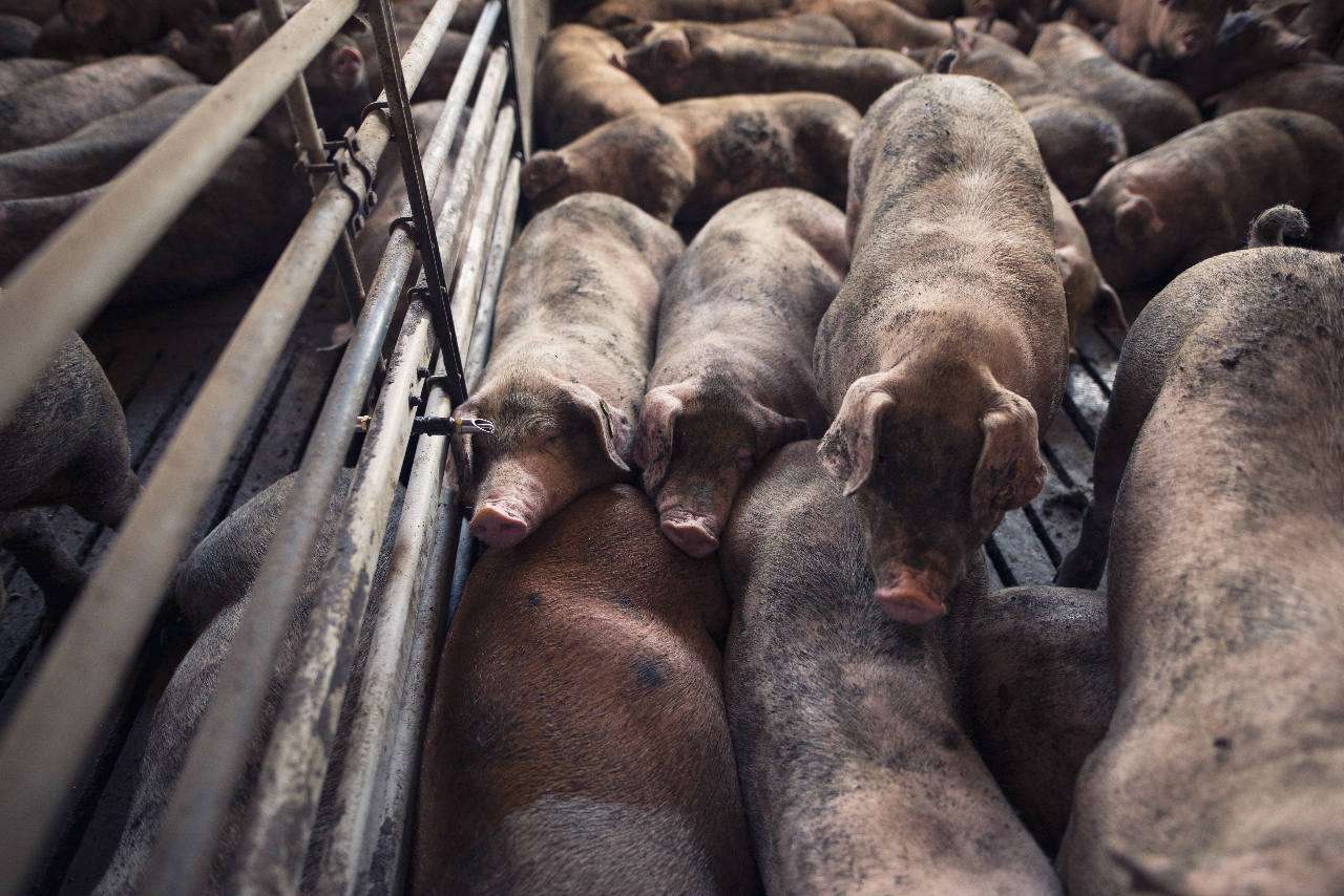 孟加拉爆非洲豬瘟 帶豬肉品入境台灣罰20萬元起跳