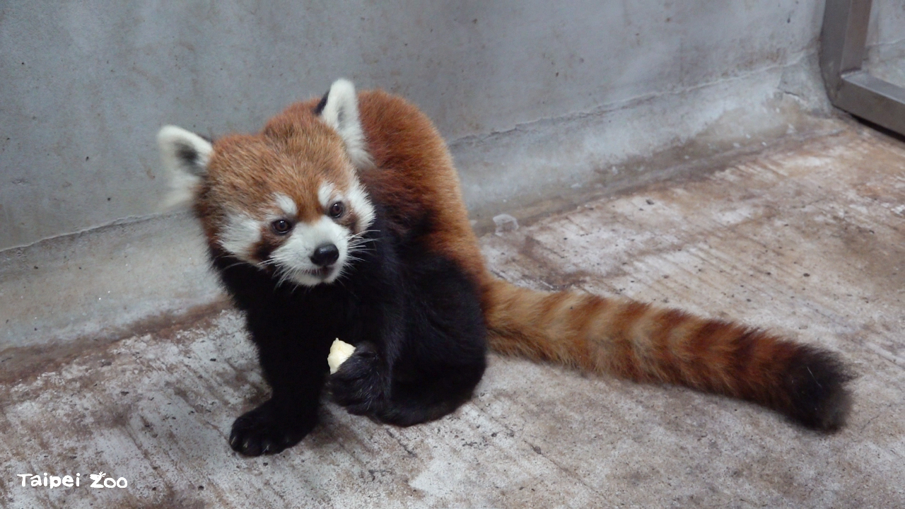北市動物園迎新嬌客  日本小貓熊「未來」抵台 4月亮相
