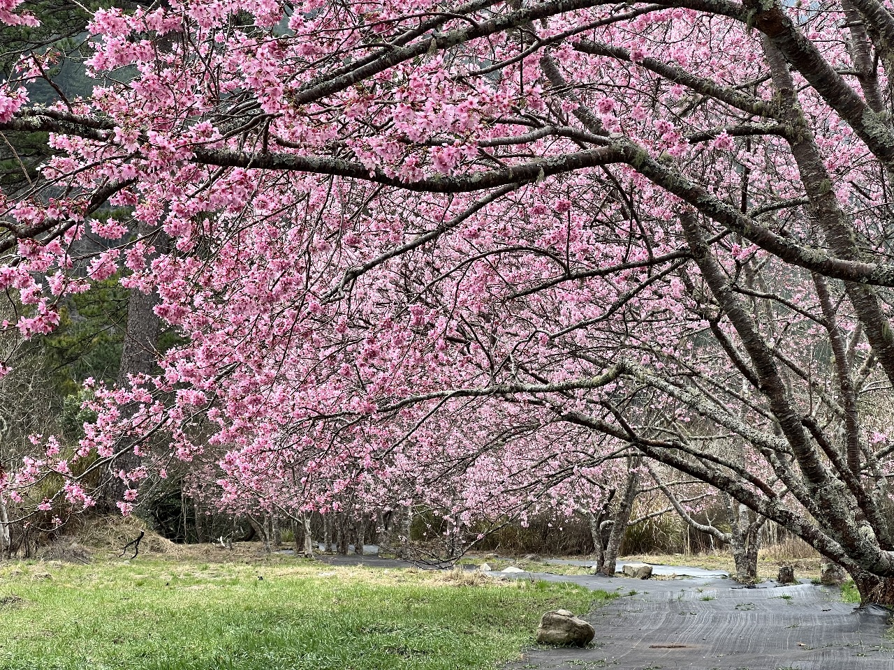 武陵櫻花季即將盛開迎春 春節至228連假留意交管