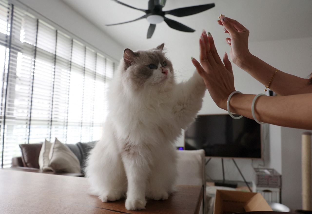 貓奴福音 新加坡34年組屋住戶禁貓令將解除