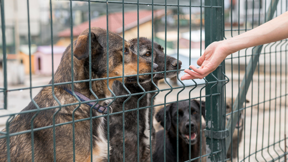 南韓國會通過禁止食用狗肉法 3年寬限期