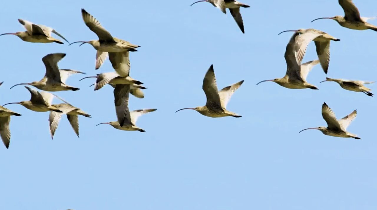 公視《勇闖天際線》跨國紀錄片 揭水鳥遷徙壯舉與生存危機
