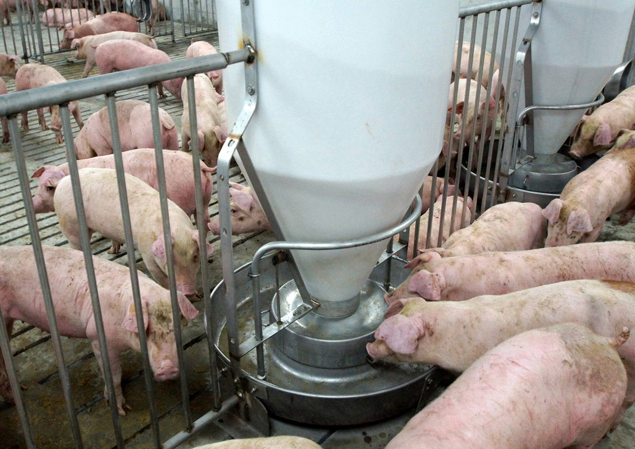 豬肉從屠宰到分裝隔半年 台糖：冷凍屠宰場常態做法