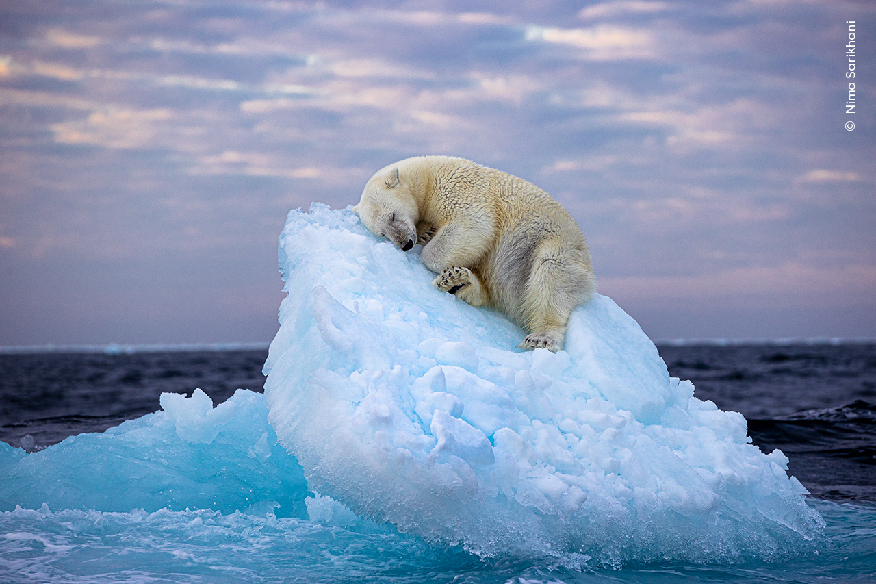 北極熊浮冰上酣睡奪攝影獎 凸顯氣候變遷影響棲地