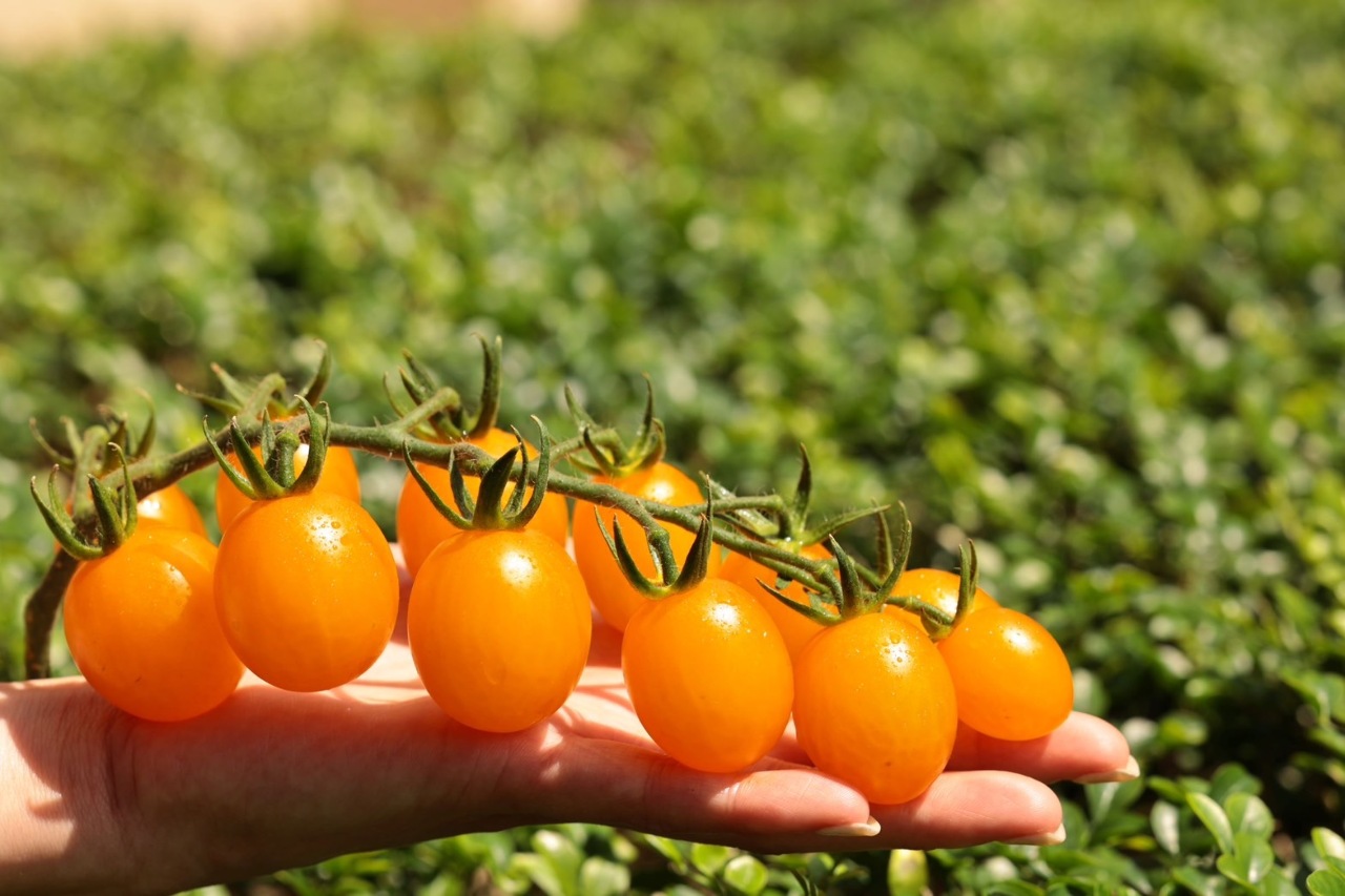 皮薄娉美「玉女」！新品種橙色番茄「糖馨」年底上市