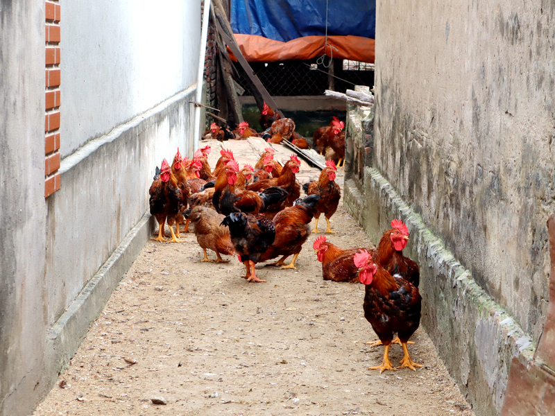 越南首例人感染A/H9禽流感 住在家禽市場附近