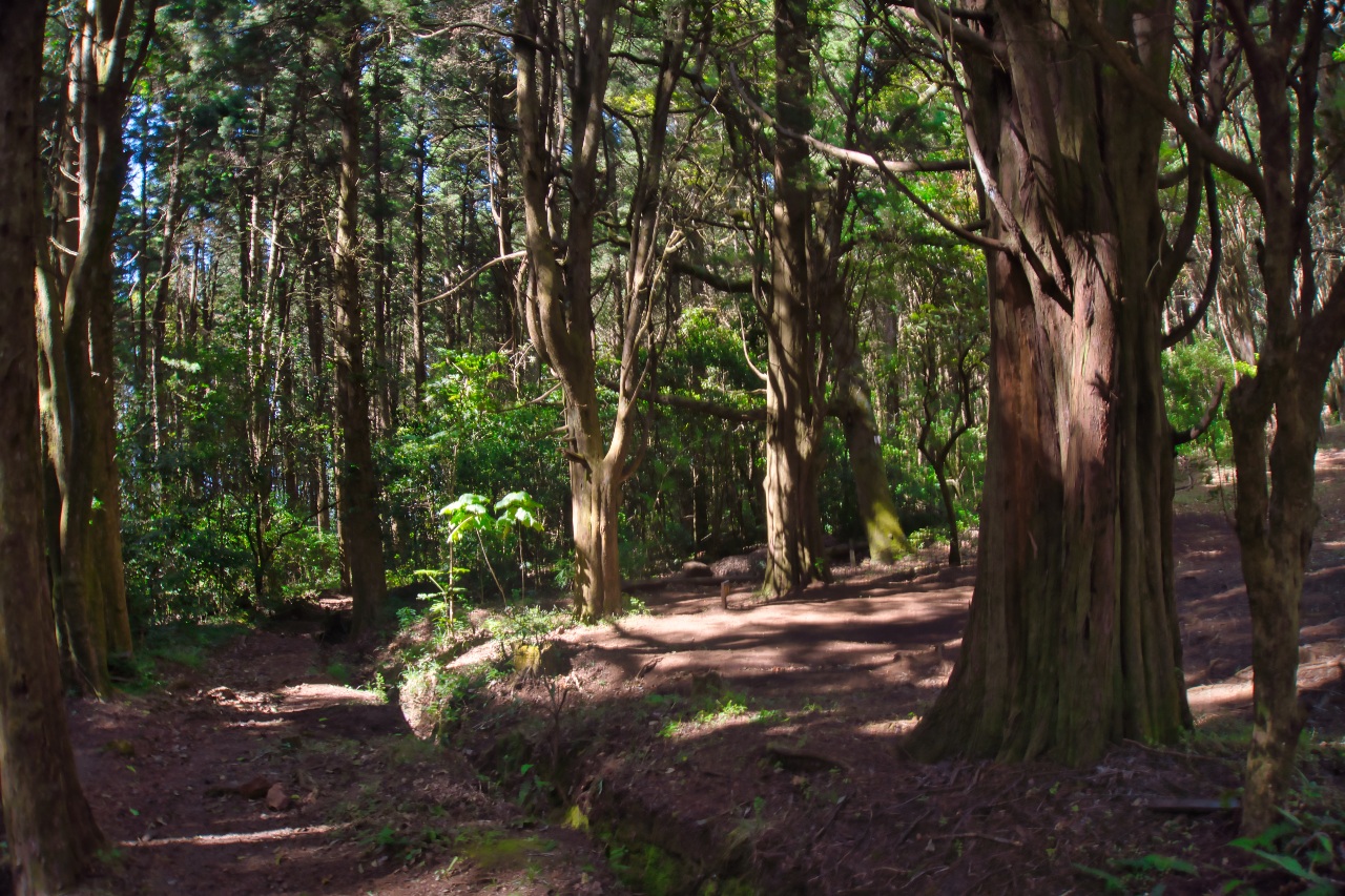 碳匯認定不限造林 既有森林經營改善也納入