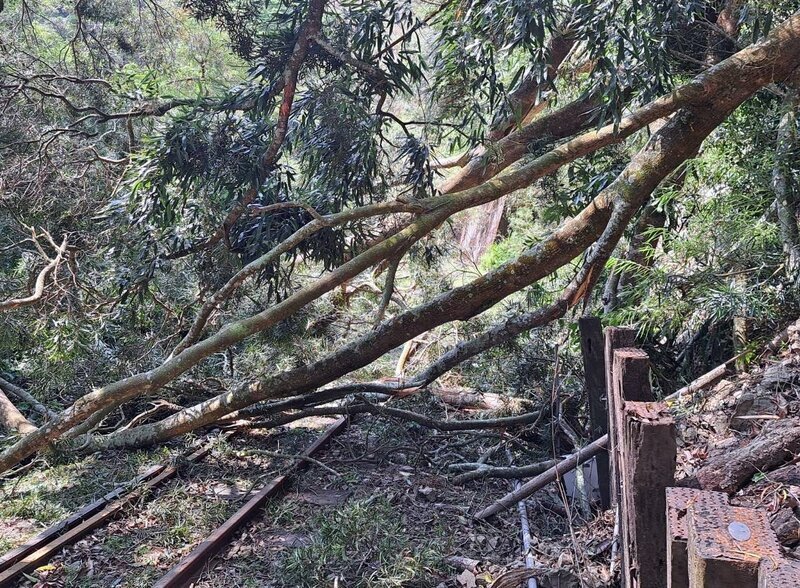 疑地震影響樹倒伏  阿里山林鐵列車停駛