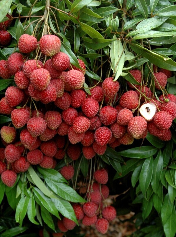 台灣荔枝4品種授權澳洲種植  預計5月公告