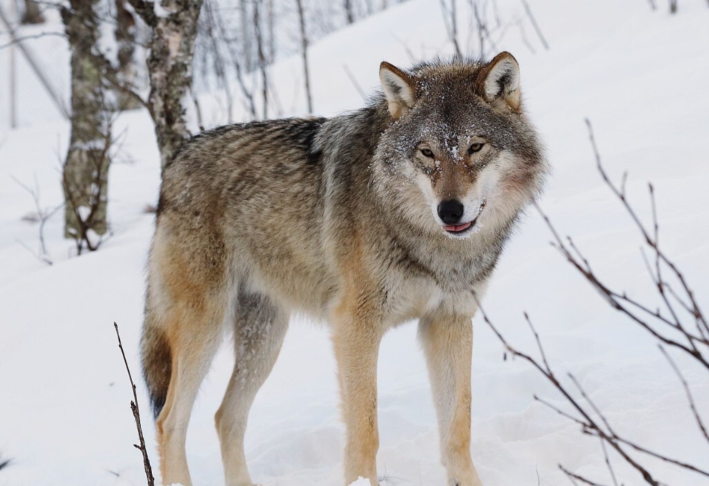 美眾院通過撤銷對灰狼瀕危保護 白宮揚言否決
