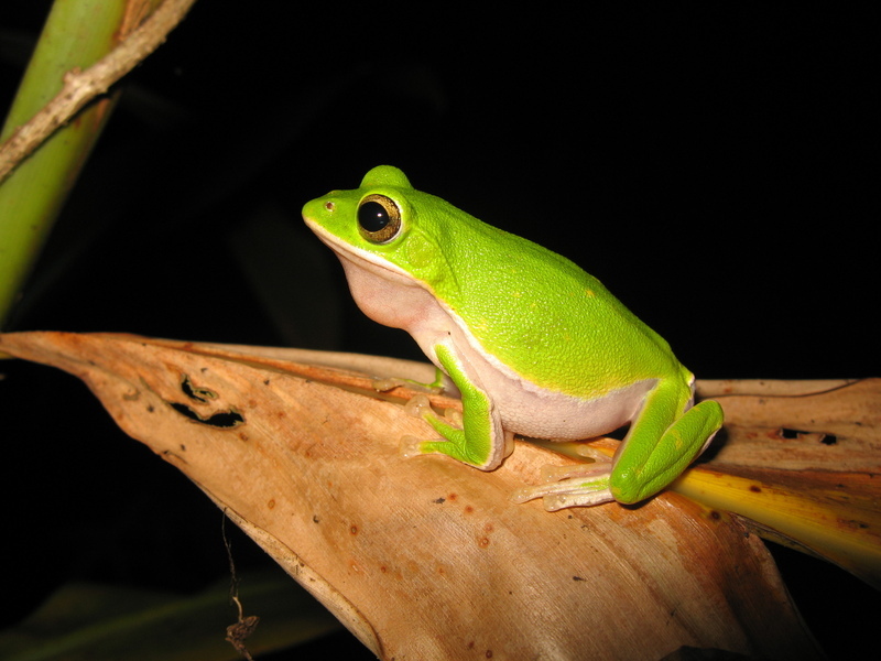 台灣特有物種諸羅樹蛙瀕危 生多所：加強棲地保護
