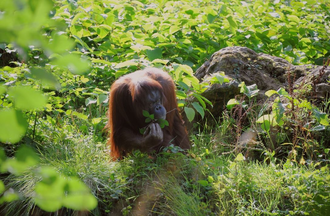 買棕櫚油送猩猩 馬來西亞擬推「猩猩外交」惹議
