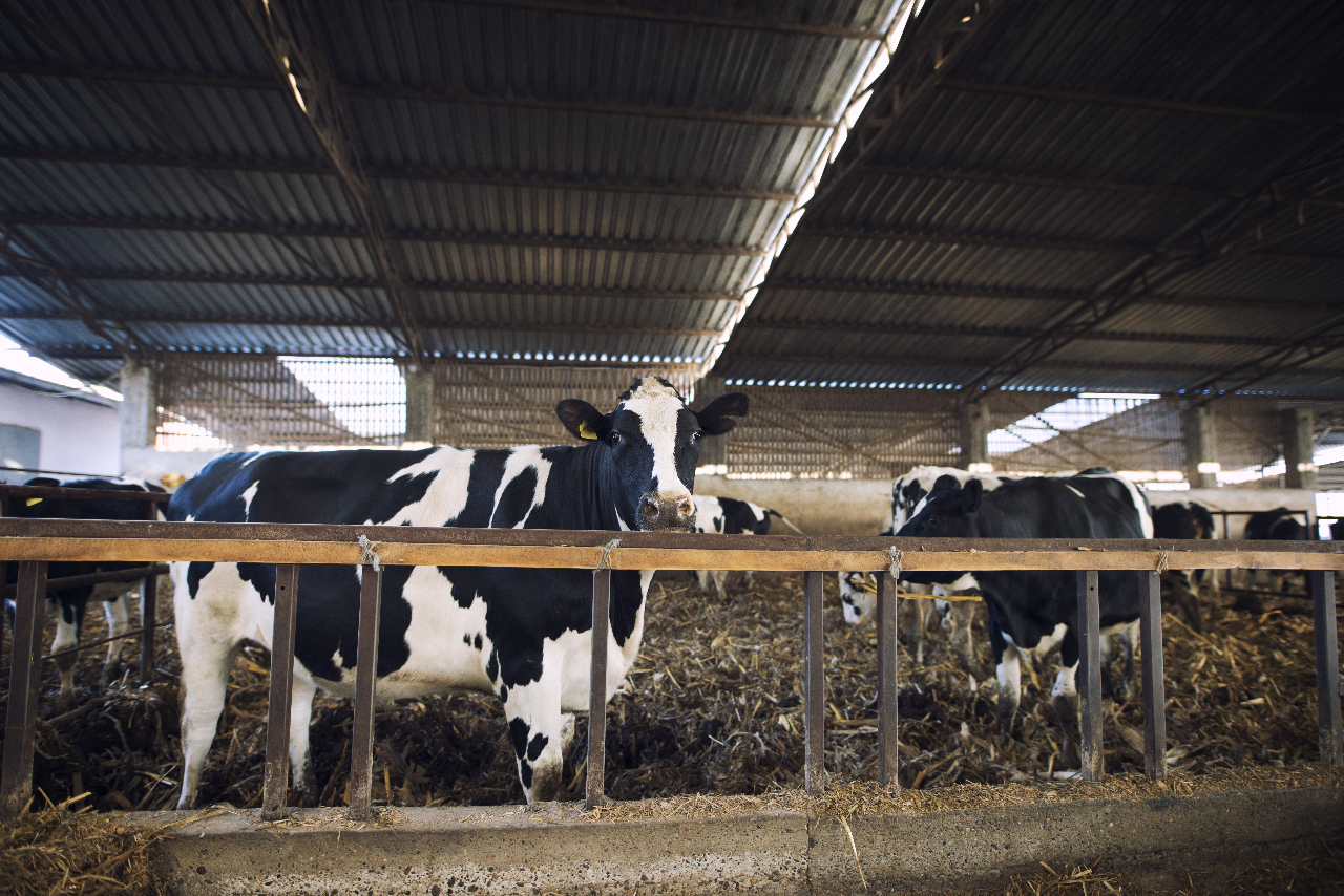 美乳牛染禽流感還傳人 台牛場首次全面檢測結果出爐