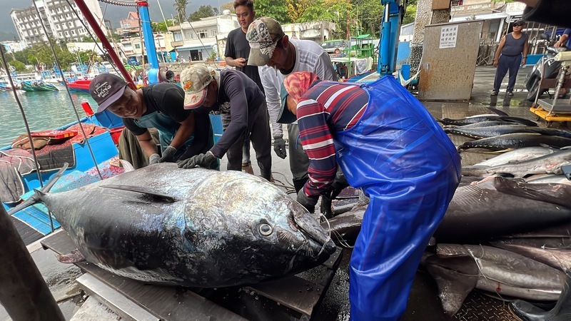 漁業署：黑鮪漁獲已達配額9成 12日起停止捕撈