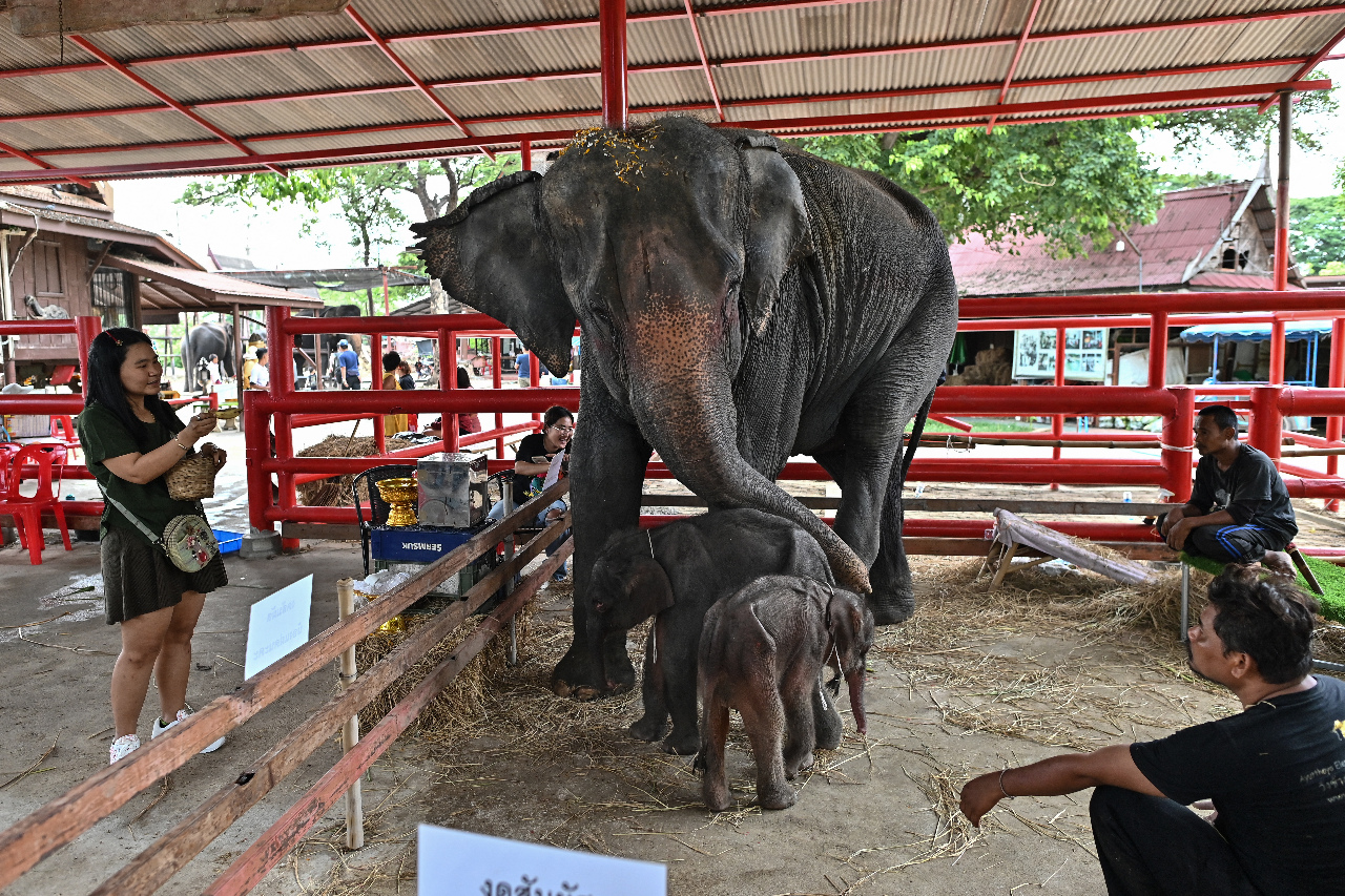 泰國母象誕下罕見龍鳳胎 機率不到1%