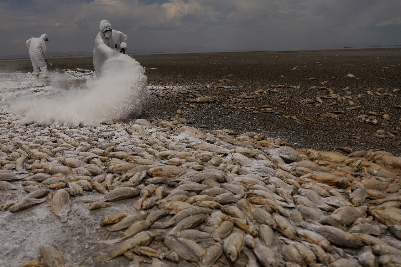 墨西哥旱災嚴重 北部潟湖乾涸大量魚群死亡