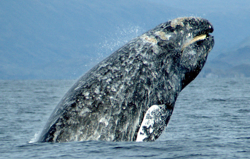 受氣候變遷影響 太平洋岸灰鯨體長縮短13%