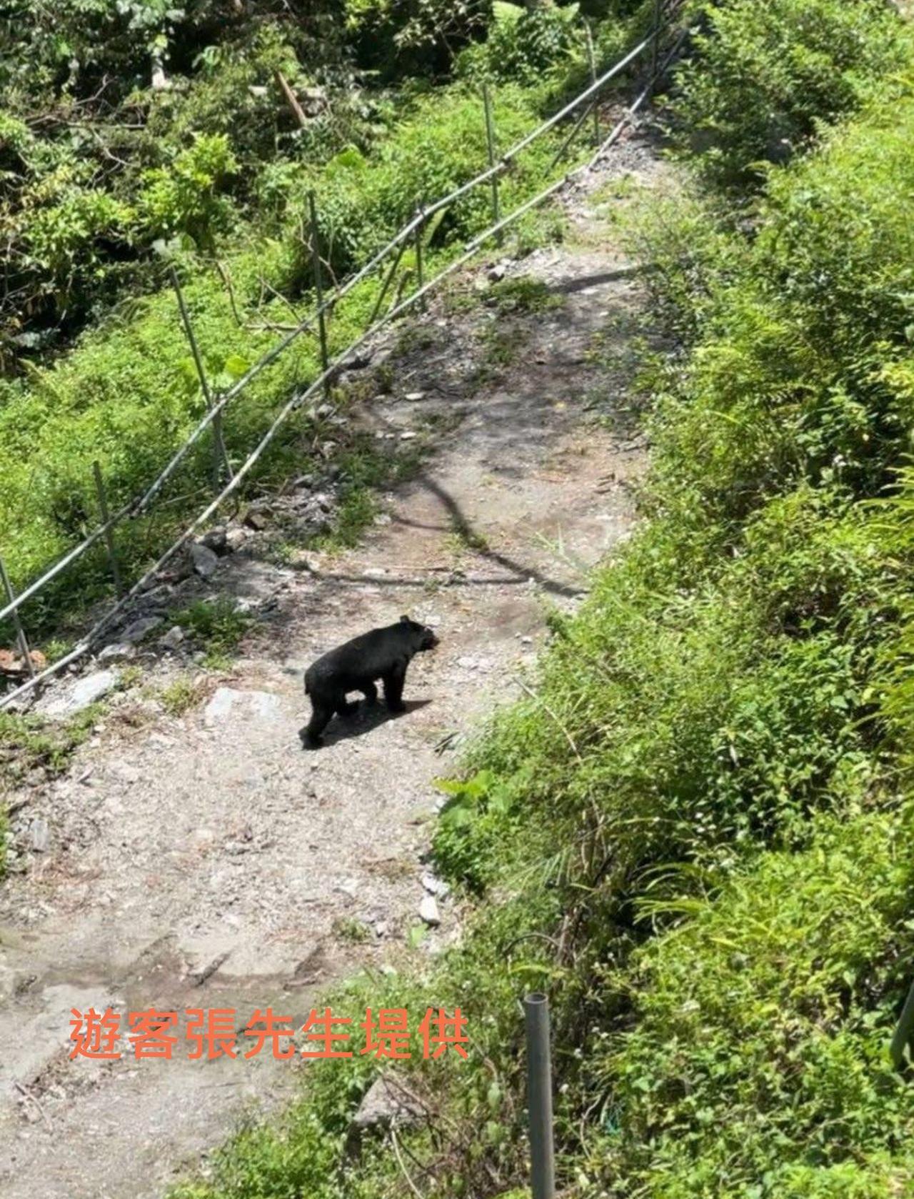 花蓮南安地區3天2件台灣黑熊出沒 玉管處籲勿干擾