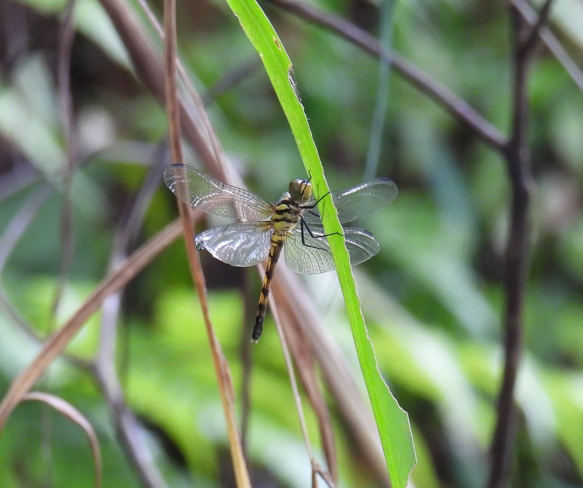 台灣特有種纖紅蜻蜓2024首見羽化  展現在地保育成果