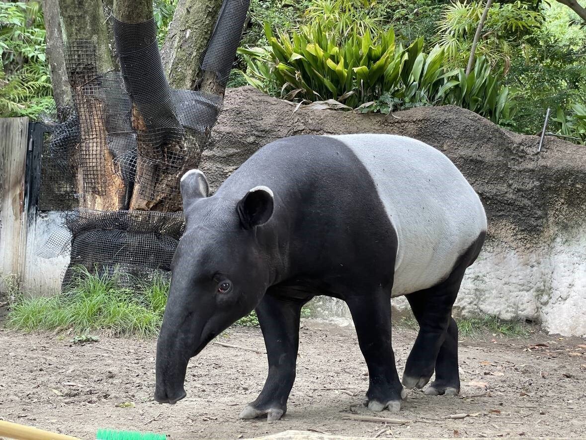 日馬來貘抵台猝死 北市動物園:因「熱緊迫」引發憾事 將檢視運送流程