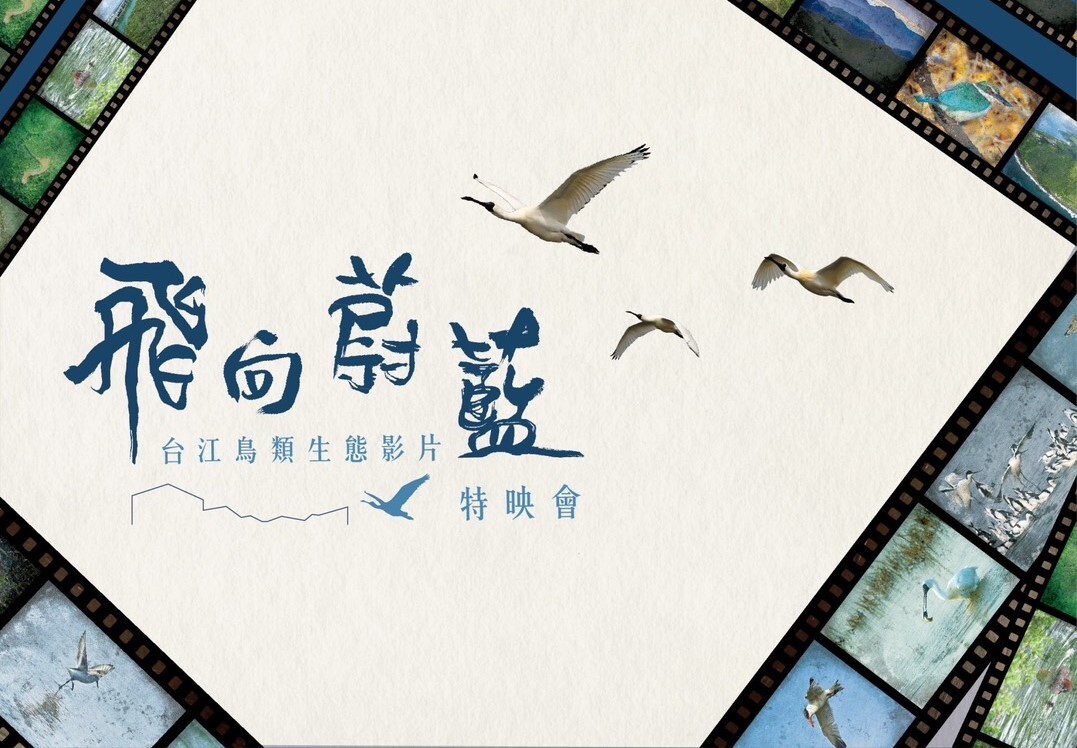 看見台灣生態之美!奪2美影展大獎 台江鳥類生態紀錄片「飛向蔚藍」明首映