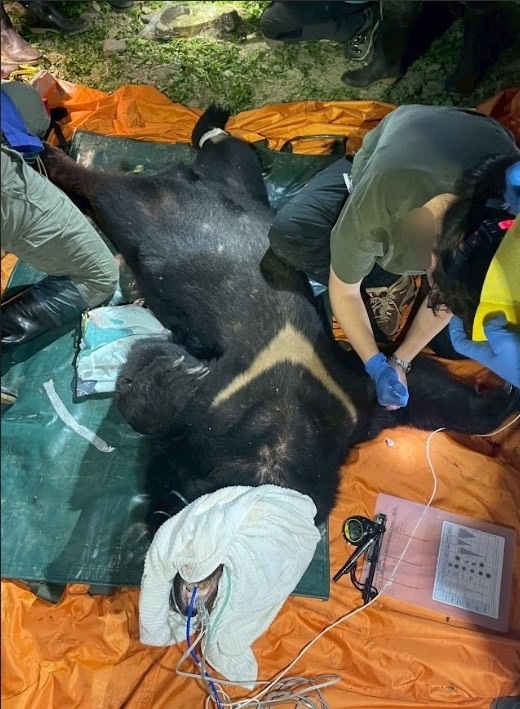台灣黑熊掠食5犬多雞還試圖攻擊人！遭巡守隊開槍傷重不治