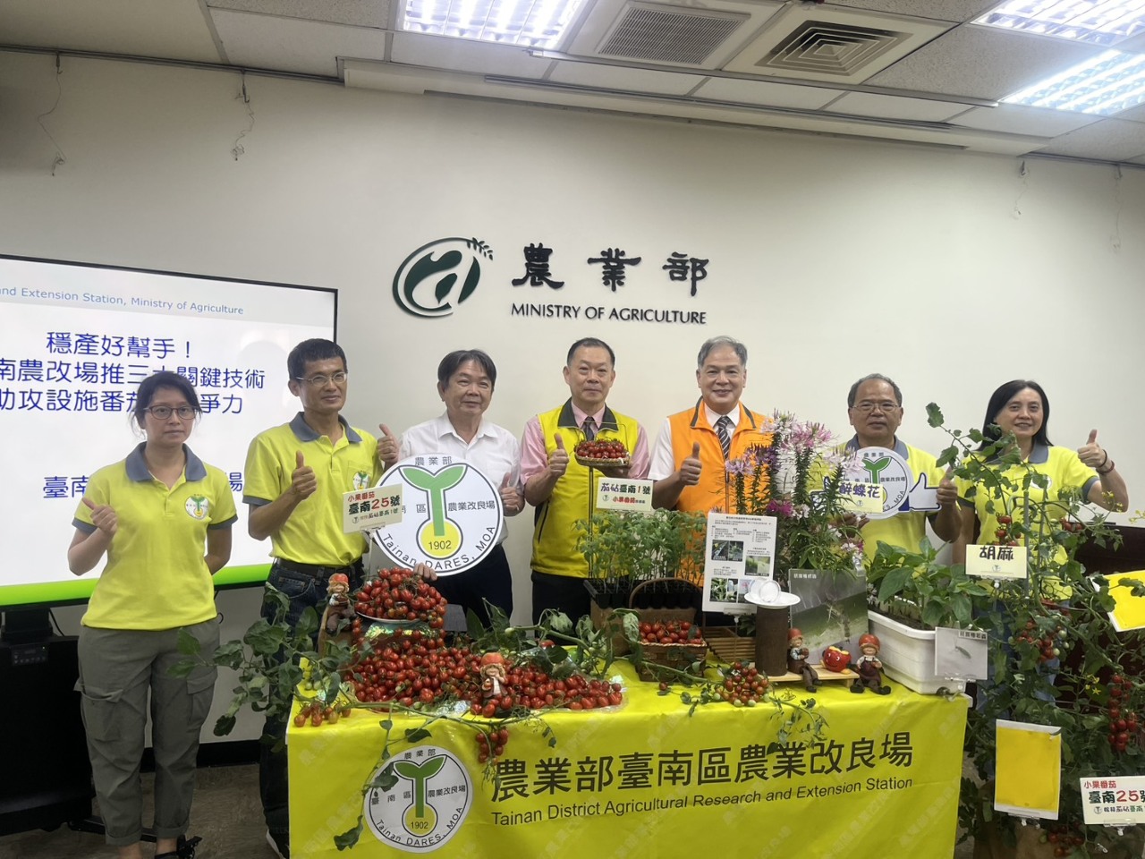 不輸「玉女」 新品種小果番茄「台南25號」問世預計後年上市